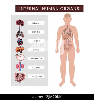 Menschlicher Körper Infografiken Zu Inneren Organen Vor Weißem Hintergrund. Stock Vektor