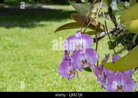 Schöne rosa Fusia Orchideenblume wächst aus dem Stamm eines Baumes in einem Hinterhof tropischen Garten im Südwesten Floridas. Stockfoto