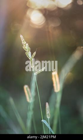 Grashalme, die im Frühling, Sommer oder Herbst auf einem üppigen grünen und beleuchteten Hintergrund gesät wurden, Lancaster, Pennsylvania Stockfoto