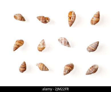 Set von vernetzten Hund whelk leere Schalen auf einem weißen Hintergrund isoliert. Kleine Schnecke Tritia reticulata Spiralschalen Ausschnitt. Detail der nassa Schlammschnecke Stockfoto