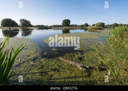 Klimawandel mit Sommerteichen voller Algen Stockfoto
