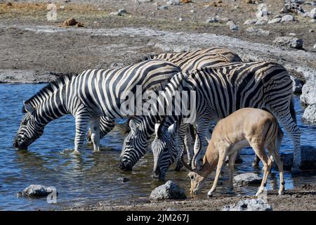 Burchell-Zebras (Equus quagga burchellii), Herdentrunken am Wasserloch mit einem männlichen Impala mit schwarzem Gesicht (Aepyceros melampus petersi), Etosha NP, Namibia Stockfoto