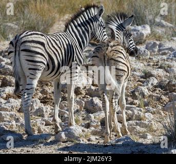 Burchells Zebras (Equus quagga burchellii), ein Paar Zebrafohlen am Wasserloch, Etosha National Park, Namibia, Afrika Stockfoto