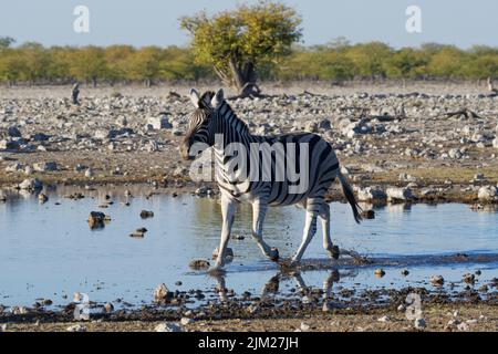 Burchell-Zebra (Equus quagga burchellii), am Wasserloch erwachsen, im Wasser fliessenden, Etosha-Nationalpark, Namibia, Afrika Stockfoto