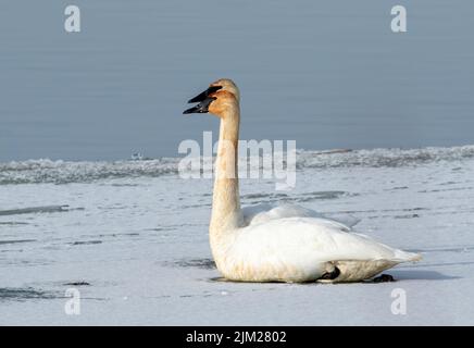 Ein Paar Tundraschwäne sitzen auf dem eisbedeckten Teich Stockfoto