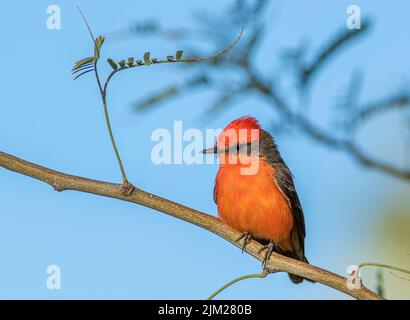 Ein männlicher Vermillion-Fliegenfänger thront auf einem Ast Stockfoto