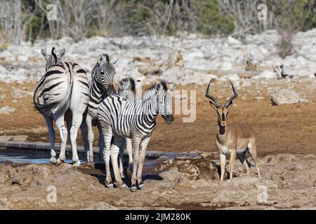 Burchells Zebras (Equus quagga burchellii), Erwachsene und Fohlen am Wasserloch mit einem männlichen Impala mit schwarzer Facette (Aepyceros melampus petersi), Etosha, Namibia Stockfoto