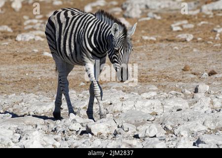Burchell's Zebra (Equus quagga burchellii), junge Spaziergänger auf ariden Böden, Etosha National Park, Namibia, Afrika Stockfoto
