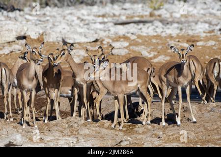 Schwarzgesichtige Impalas (Aepyceros melampus petersi), Herde, zwei junge Männchen mit Weibchen am Wasserloch, Etosha National Park, Namibia, Afrika Stockfoto