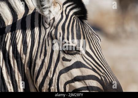 Burchell-Zebra (Equus quagga burchellii), Erwachsener, Tierporträt, Nahaufnahme, Etosha-Nationalpark, Namibia, Afrika Stockfoto