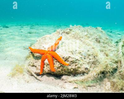 Ein Seastar auf einem Felsen an einem Sandstrand. Mediterraner Urlaub Foto. Türkisblaues Wasser im Hintergrund Stockfoto