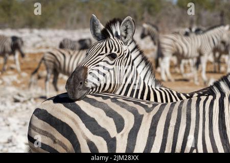 Burchell-Zebras (Equus quagga burchellii), Erwachsener, Tierporträt, Etosha-Nationalpark, Namibia, Afrika Stockfoto