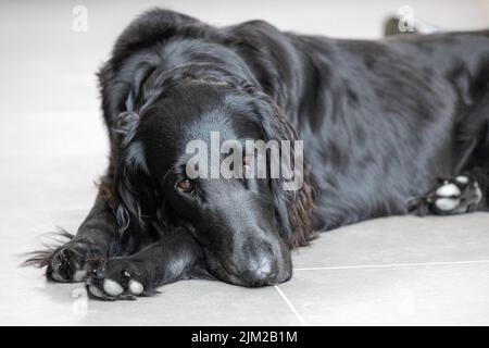 Schwarzer, flachbeschichteter Retriever Stockfoto