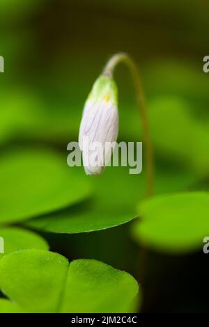 Waldsorrel (Oxalis acetosella) in Blüte in einem Wald in den Mendip Hills, Somerset, England. Stockfoto