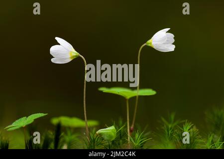 Waldsorrel (Oxalis acetosella) in Blüten in einem Wald in den Mendip Hills, Somerset, England. Stockfoto