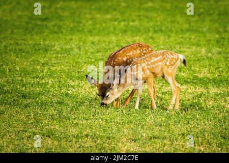 2 Maultierhirsche (Odocoileus hemionus) weiden auf einem Grasfeld. Fotografiert in Lassen County, Kalifornien, USA. Stockfoto