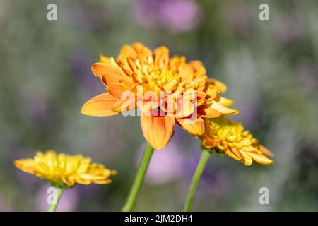 Orange Chrysanthemum Blumen Nahaufnahme, England, Vereinigtes Königreich Stockfoto