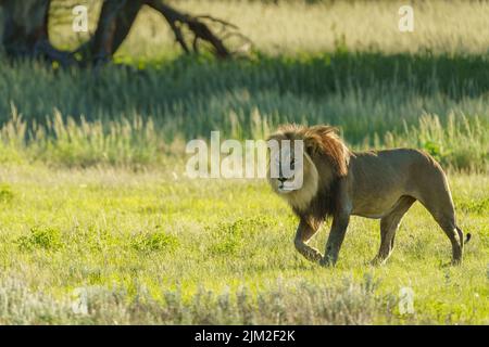 Kalahari-Löwe (Panthera leo). Kgalagadi Transfrontier Park, Kalahari, Südafrika Stockfoto