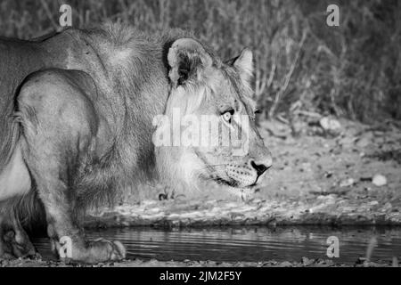 Kalahari-Löwe (Panthera leo). Kgalagadi Transfrontier Park, Kalahari, Südafrika Stockfoto