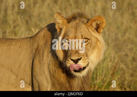 Schwarz-vermähter Kalahari-Löwe (Panthera leo). Kgalagadi Transfrontier Park, Kalahari, Südafrika Stockfoto