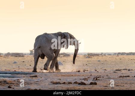 Elefant (Loxodonta africana) am Wasserloch. Nxai Pan, Makgadikgadi Pans, Botswana, Afrika Stockfoto