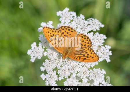 Männlicher, silbergewaschene Fritillarschmetterling (Argynnis paphia). Stockfoto