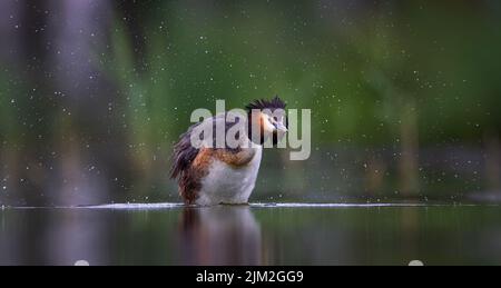 Podiceps cristatus schwebt auf dem Wasser und tanzt vor der Hochzeit, das beste Foto. Stockfoto