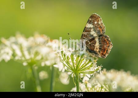 Karte Schmetterling (Araschnina levana) auf riesigen Schwalbenkraut. Stockfoto