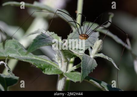 Harvestman (Leiobunum rotundum) auf einem Blatt Stockfoto