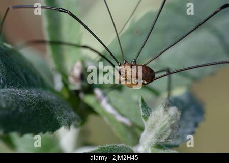 Harvestman (Leiobunum rotundum) auf einem Blatt Stockfoto