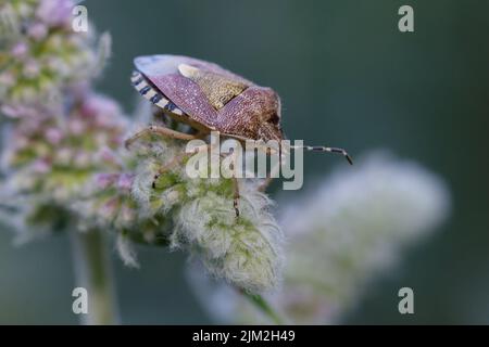Schlehenkäfer oder haarige Schildwanzen (Dolycoris baccarum) auf einer Minzblüte Stockfoto