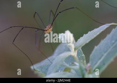 Harvestman (Leiobunum rotundum) auf einem Blatt Stockfoto