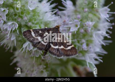 Motte (Pyrausta nigrata) auf einer Minzblüte Stockfoto