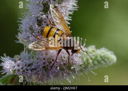 Schwebfliege (Volucella inanis) auf einer Minzblüte Stockfoto