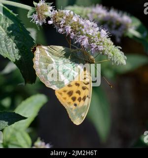 Weibliche silbergewaschene Fritilläre (Argynnis paphia) Stockfoto