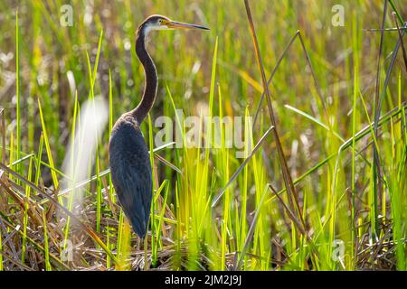 Tricolored Reiher (Egretta tricolor) unter dem Sumpfgras am Guana River in Ponte Vedra Beach, Florida. (USA) Stockfoto