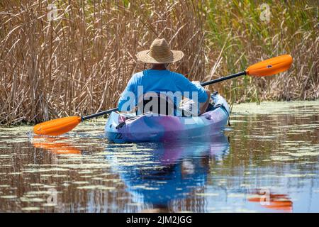 Kajakfahrer paddeln durch das Süsswasser-Sumpfgebiet des Guana River in Ponte Vedra Beach, Florida. (USA) Stockfoto