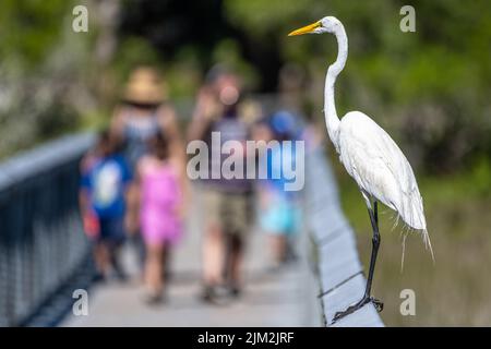 Eleganter Silberreiher auf einer Strandpromenade am Fort Mose Historic State Park in St. Augustine, Florida. (USA) Stockfoto