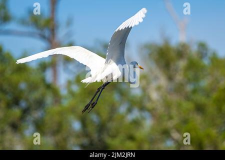 Eleganter Silberreiher im Flug im Fort Mose Historic State Park in St. Augustine, Florida. (USA) Stockfoto