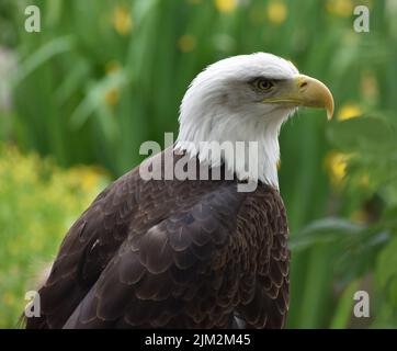 Bald Eagle plant seinen nächsten Schritt Stockfoto