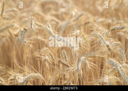 Ähren von Goldrogen (Secale cereale) bereit für die Ernte. Stockfoto