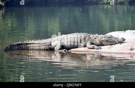 Der Apex Predator sonnt sich in der Sonne. Stockfoto