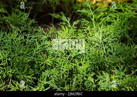Grüner Sämling. Pflanze, Kraut und Gemüse. Naturfotografie. Natürliche Flora und botanisches Thema. Stockfoto