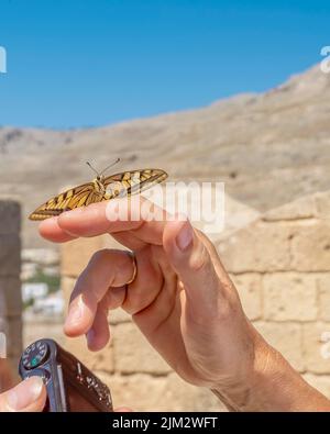 Ein schöner gelber und schwarzer Schmetterling ruht auf der Hand einer Person, Lindos, Rhodos Insel, Griechenland Stockfoto