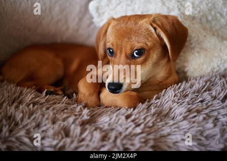Liebenswert Ingwer Welpe mit einsamen Emotionen auf einer flauschigen Decke liegen. Brauner niedlicher Hündchen, der auf einem Bett ruht. Hochwertige Fotos Stockfoto