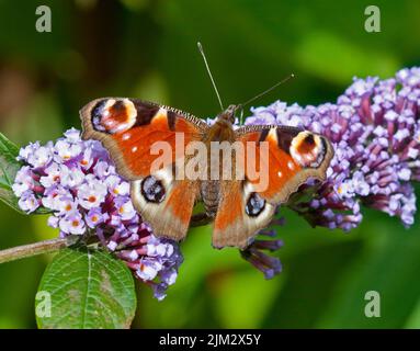 Tagpfauenauge (Inachis Io) auf Sommerflieder Stockfoto
