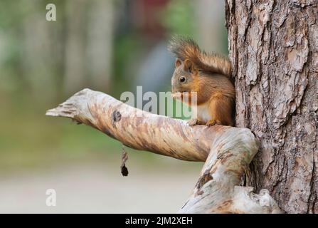 Rotes Eichhörnchen (Sciurus vulgaris), Kaufutter, Taiga-Wald, Finnland Stockfoto
