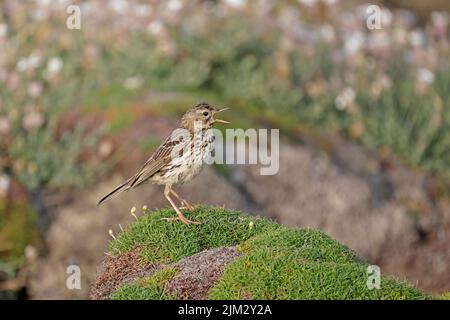 Meadow Pipit ruft auf Skokholm Wales Großbritannien Stockfoto