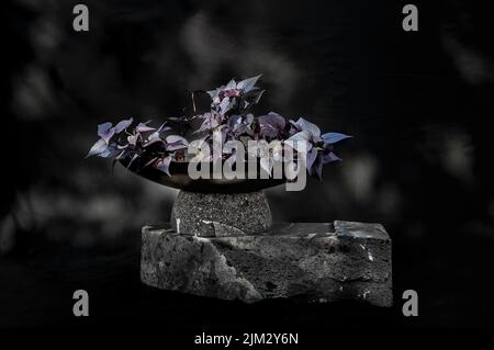 Designer-Blumentopf auf Stein mit schwarzem Hintergrund Stockfoto
