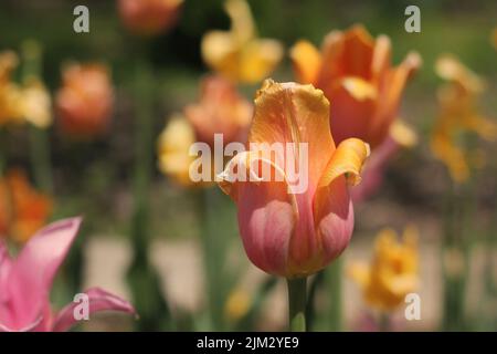 Wunderschöne Frühlingsblumen und Tulpen wachsen auf der sonnigen Wiese. Stockfoto